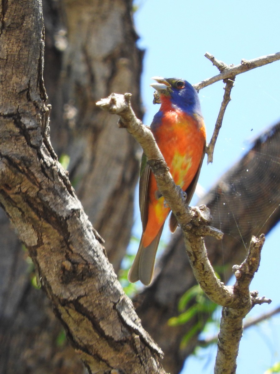 Painted Bunting - ML619048734