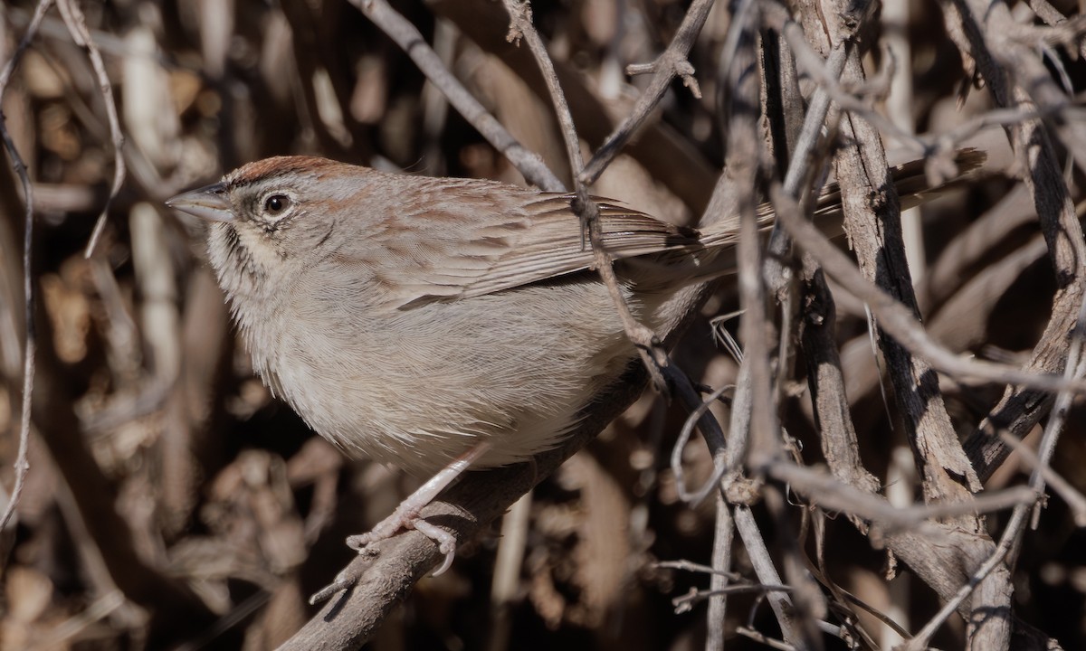 Rufous-crowned Sparrow - ML619048751