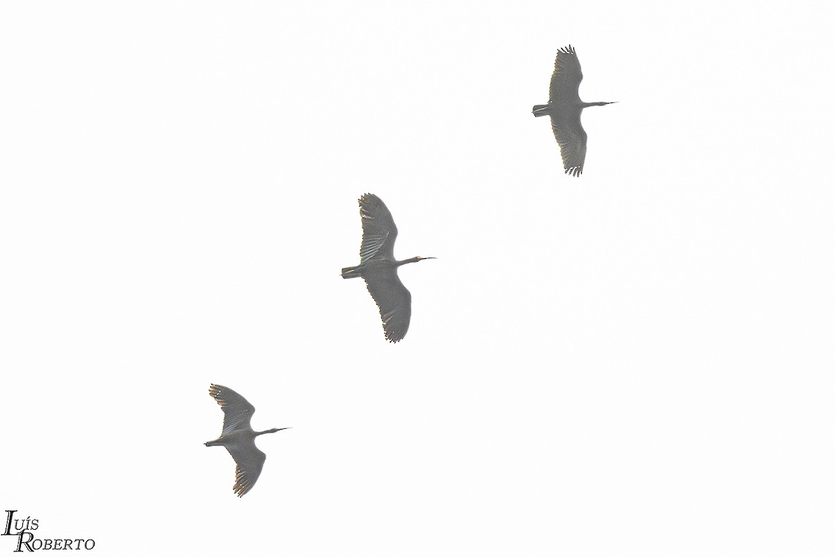 ibis tmavý - ML619048759