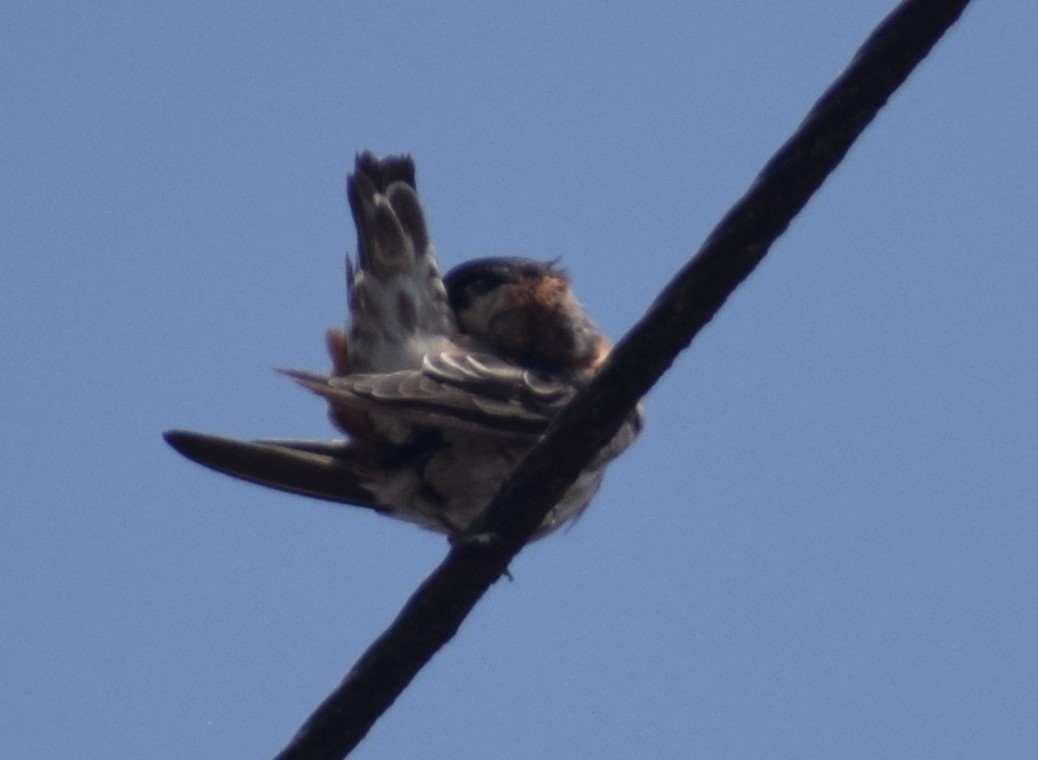 Chestnut-collared Swallow - ML619048770