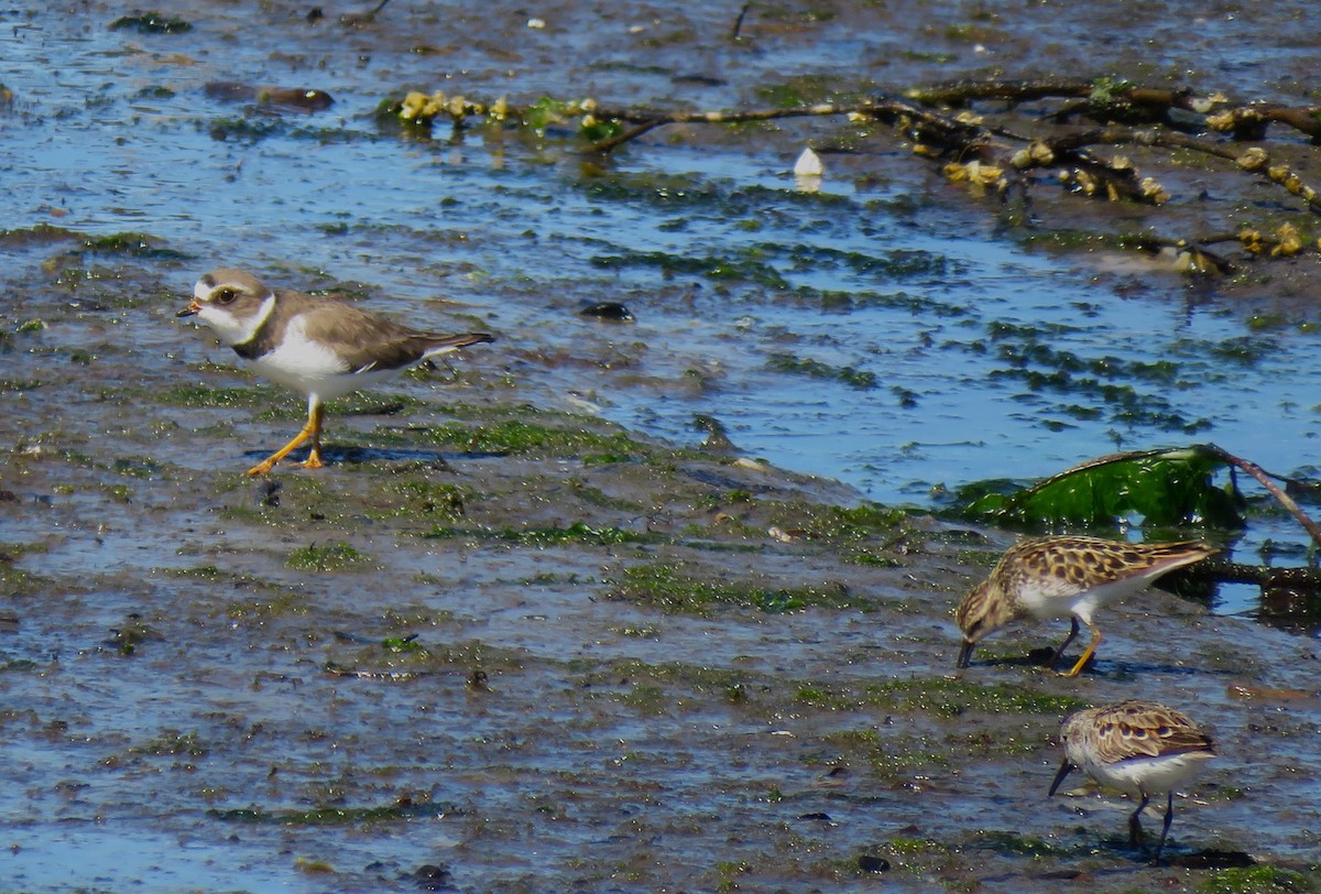 Semipalmated Plover - ML619048772