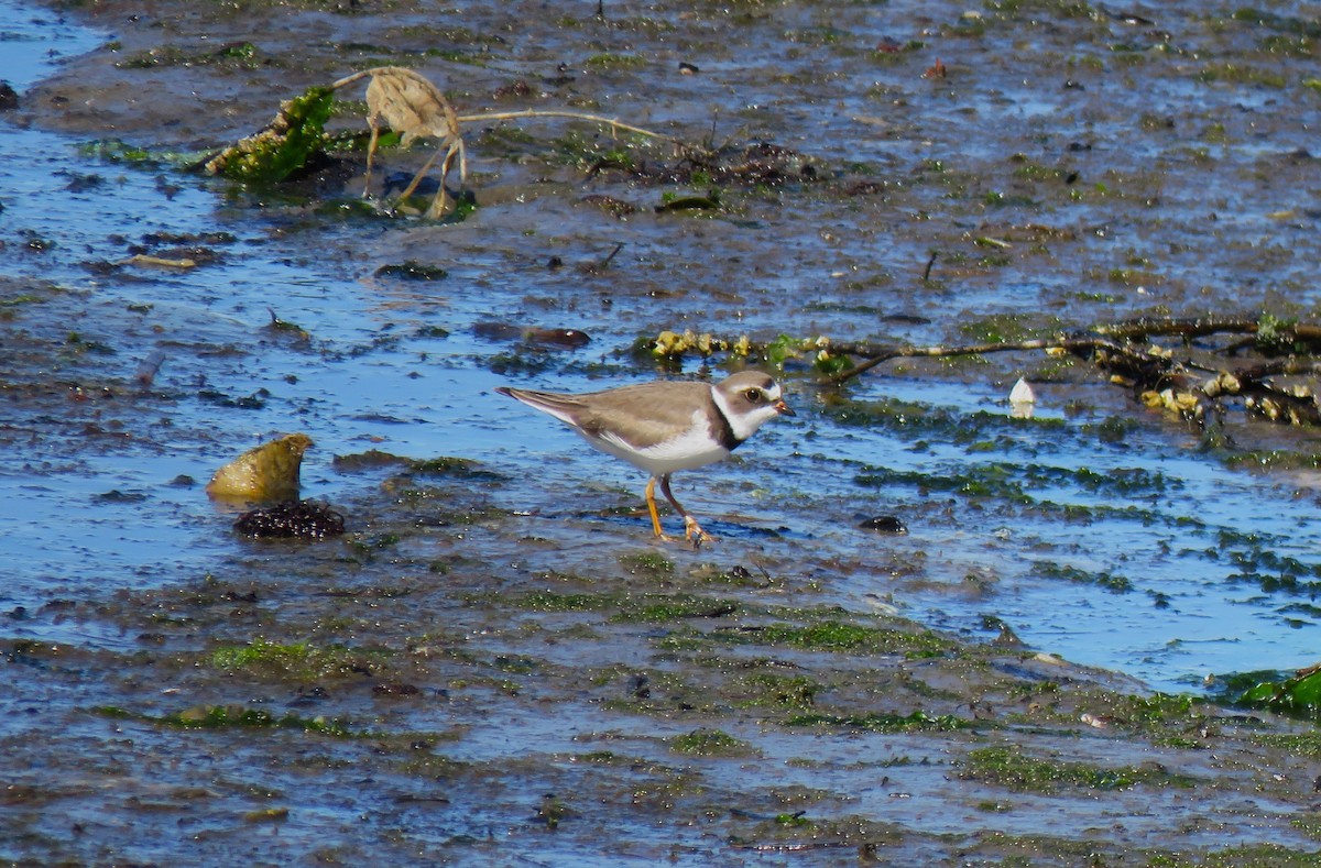 Semipalmated Plover - ML619048773