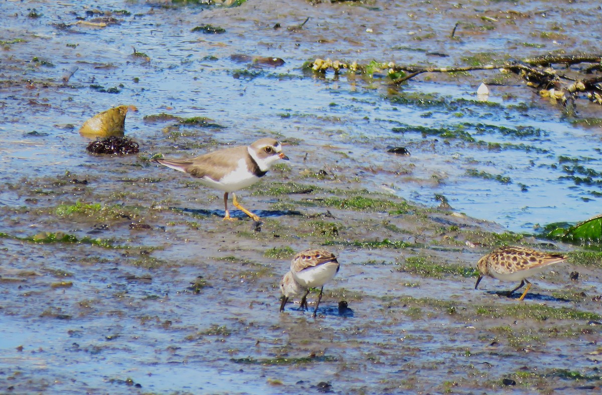Semipalmated Plover - ML619048774
