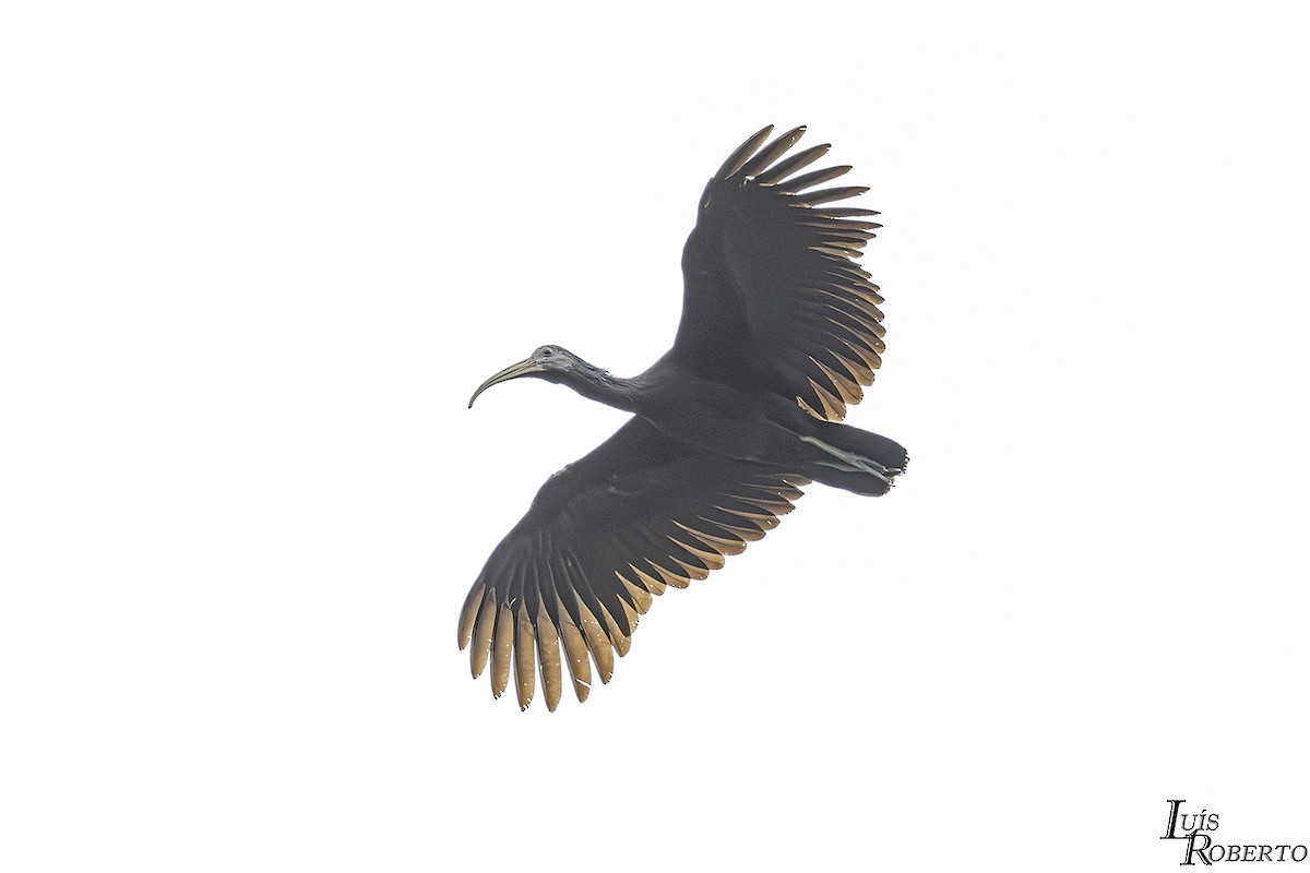 ibis zelený - ML619048777