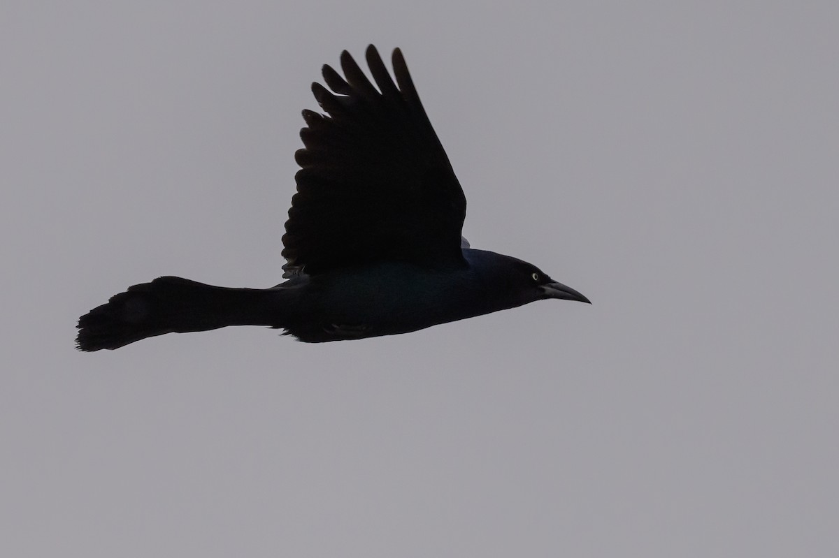 Boat-tailed Grackle - ML619048828
