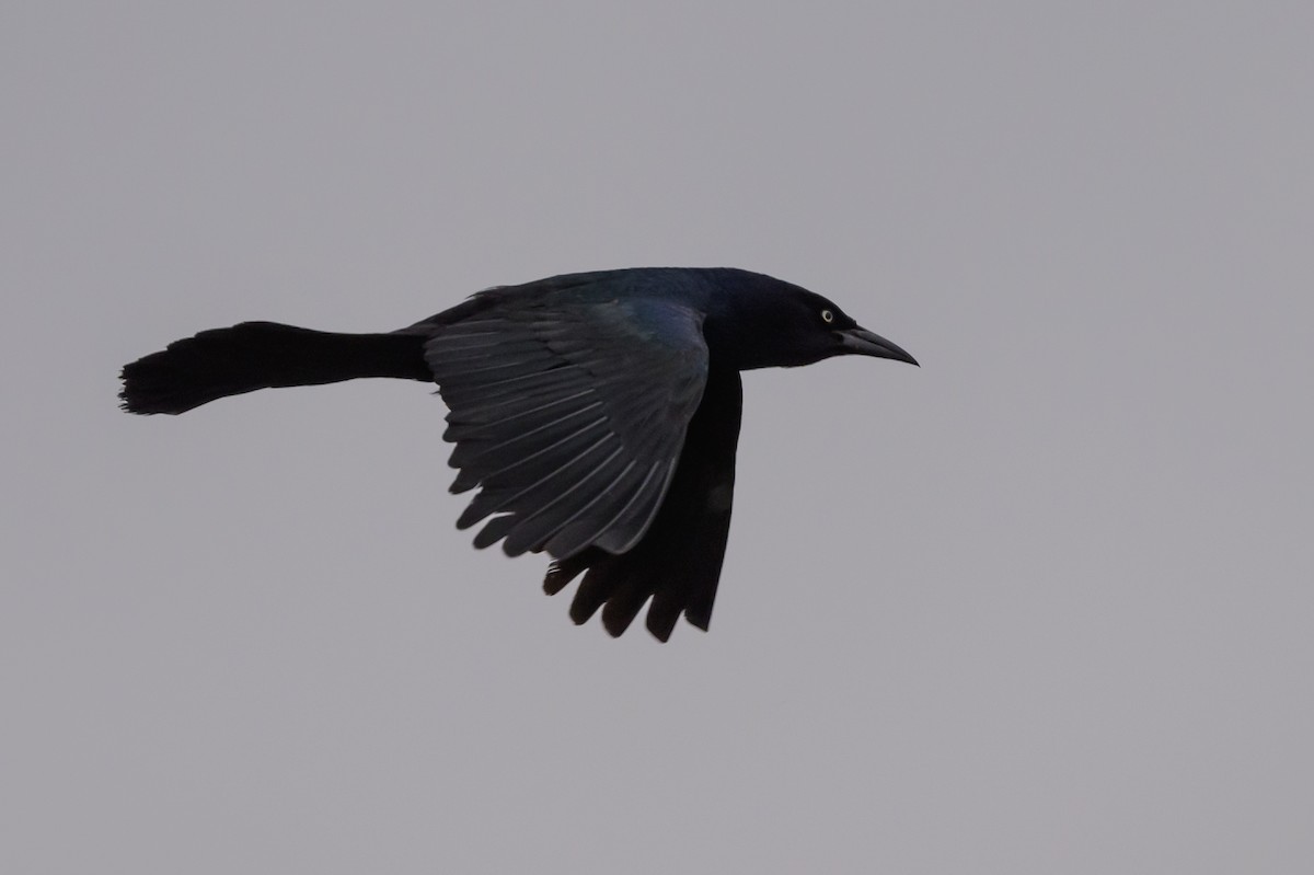 Boat-tailed Grackle - ML619048829