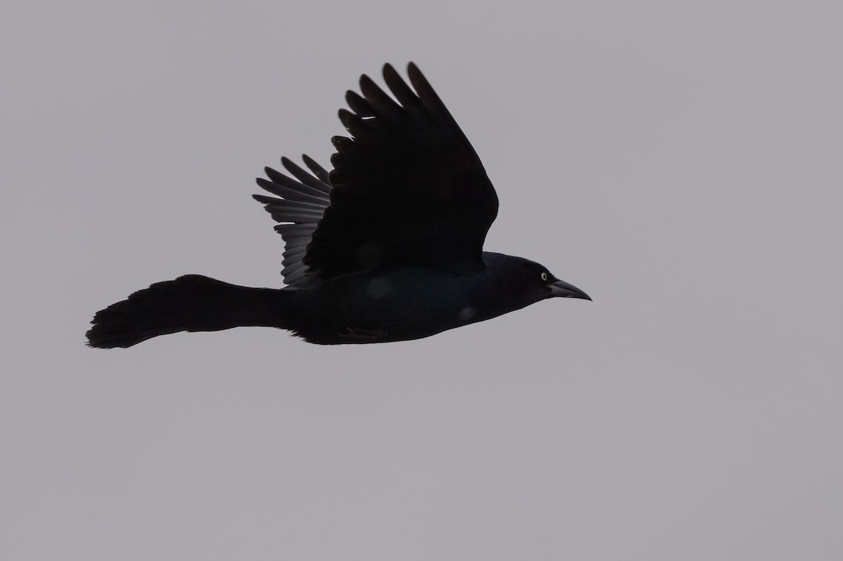 Boat-tailed Grackle - ML619048830