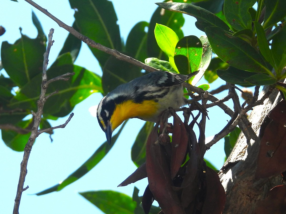 Yellow-throated Warbler - ML619048840