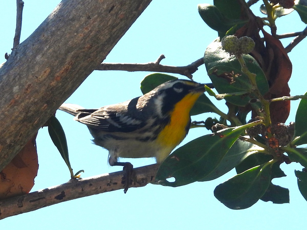 Yellow-throated Warbler - Nick Komar