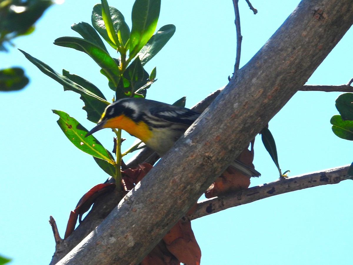 Yellow-throated Warbler - Nick Komar