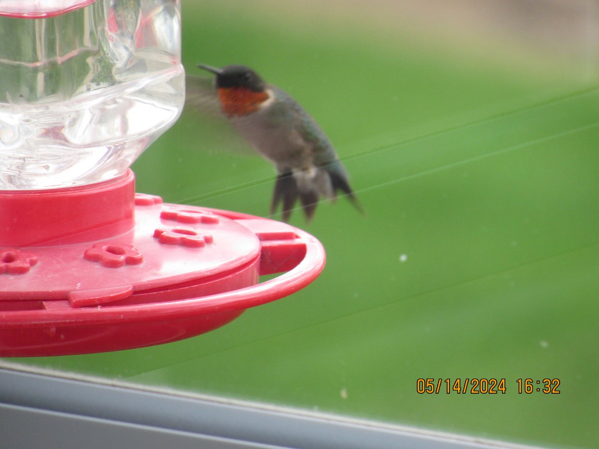 Ruby-throated Hummingbird - ML619048955