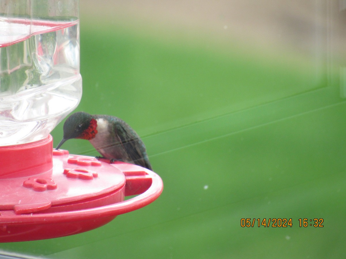 Ruby-throated Hummingbird - ML619048956