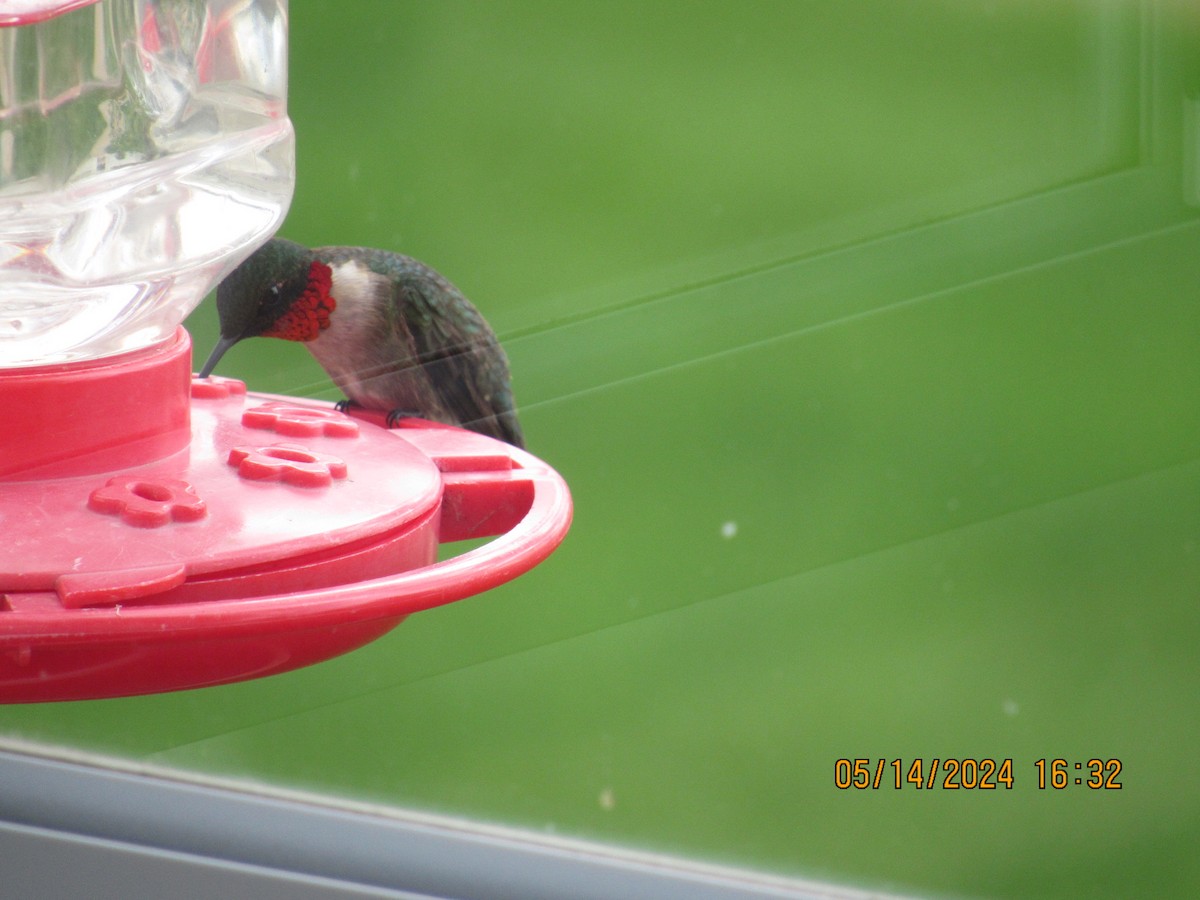 Ruby-throated Hummingbird - ML619048957