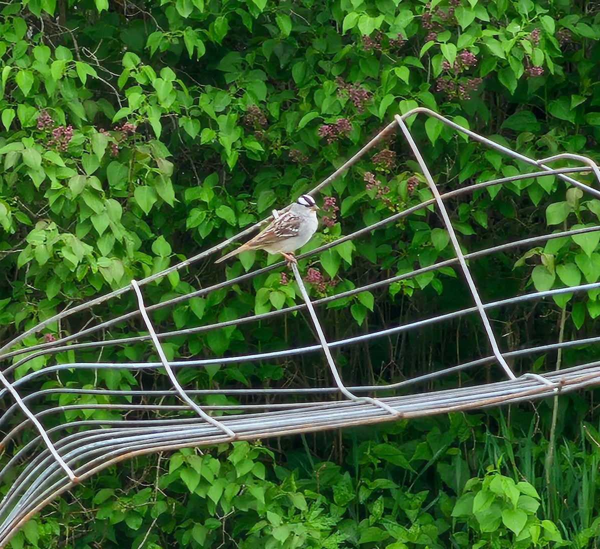 White-crowned Sparrow - Annette  Kalinoski