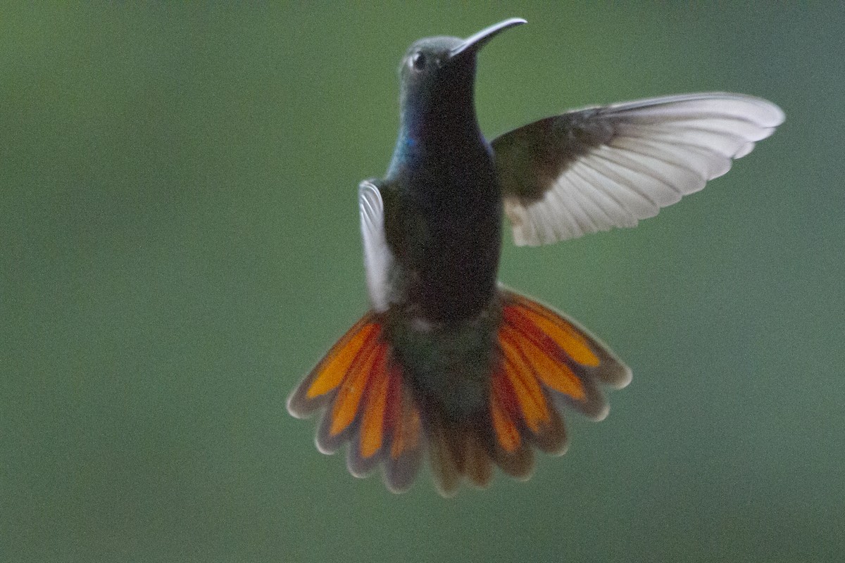 kolibřík tropický - ML619049032
