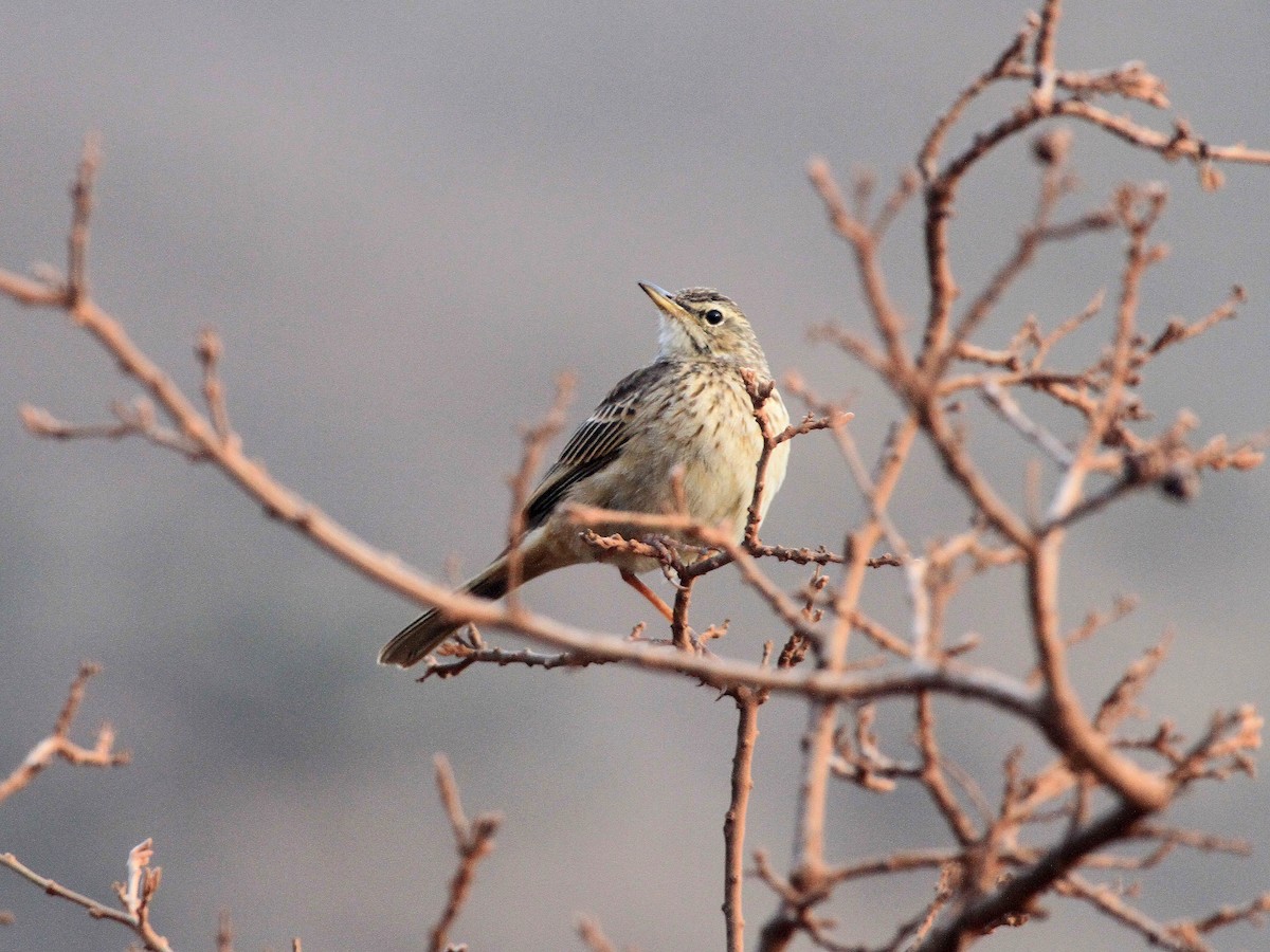 African Pipit - ML619049042