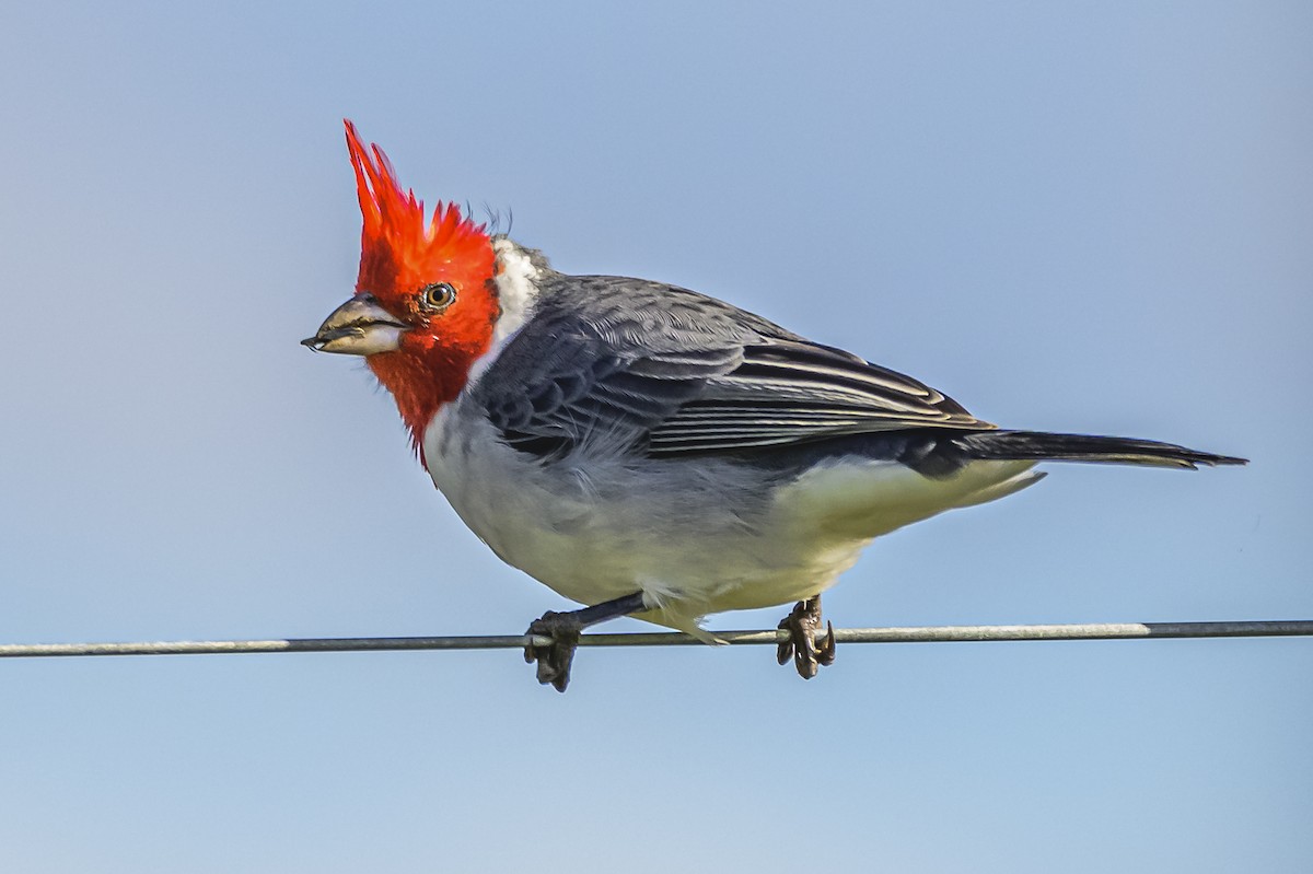 Red-crested Cardinal - ML619049070