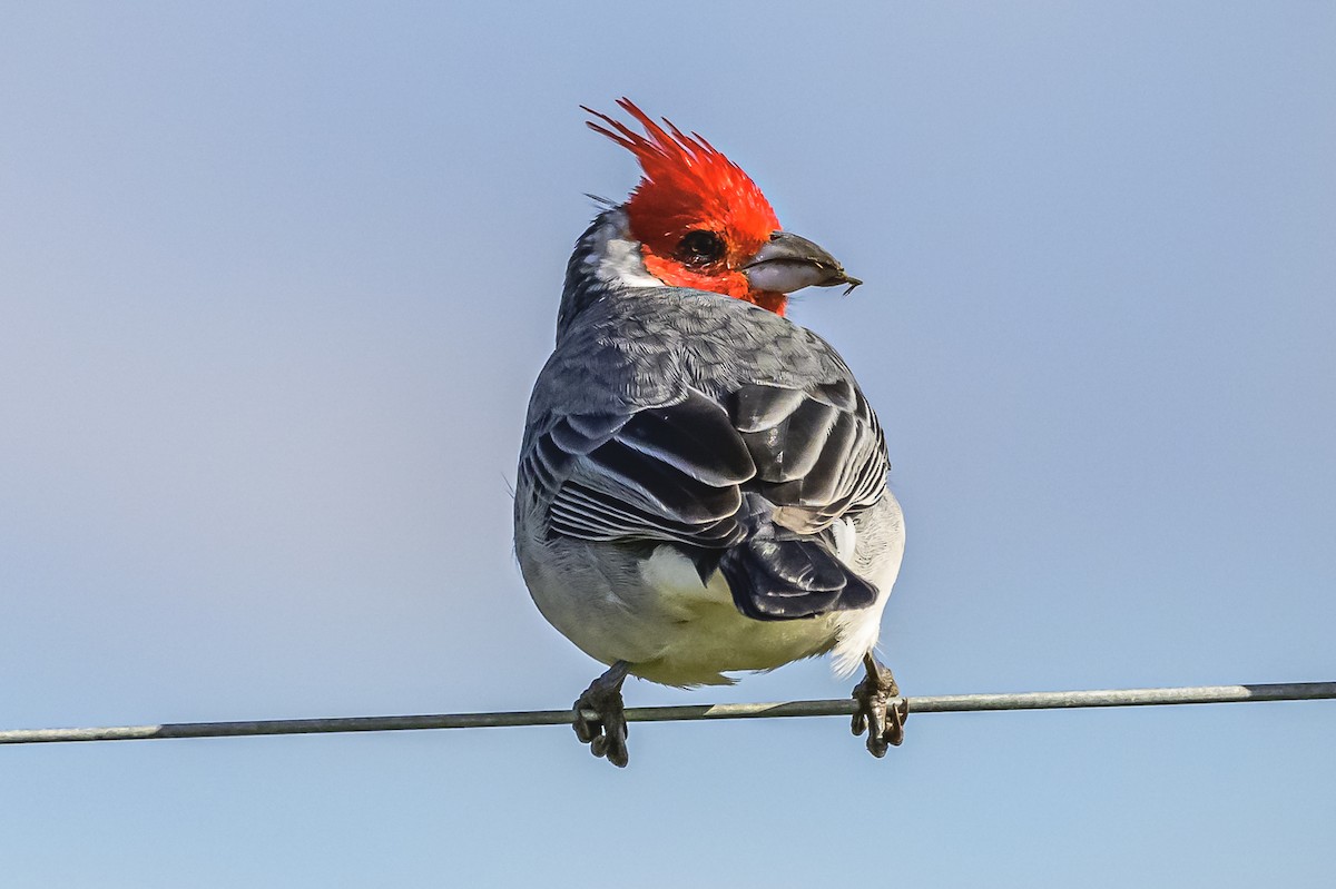 Red-crested Cardinal - ML619049072