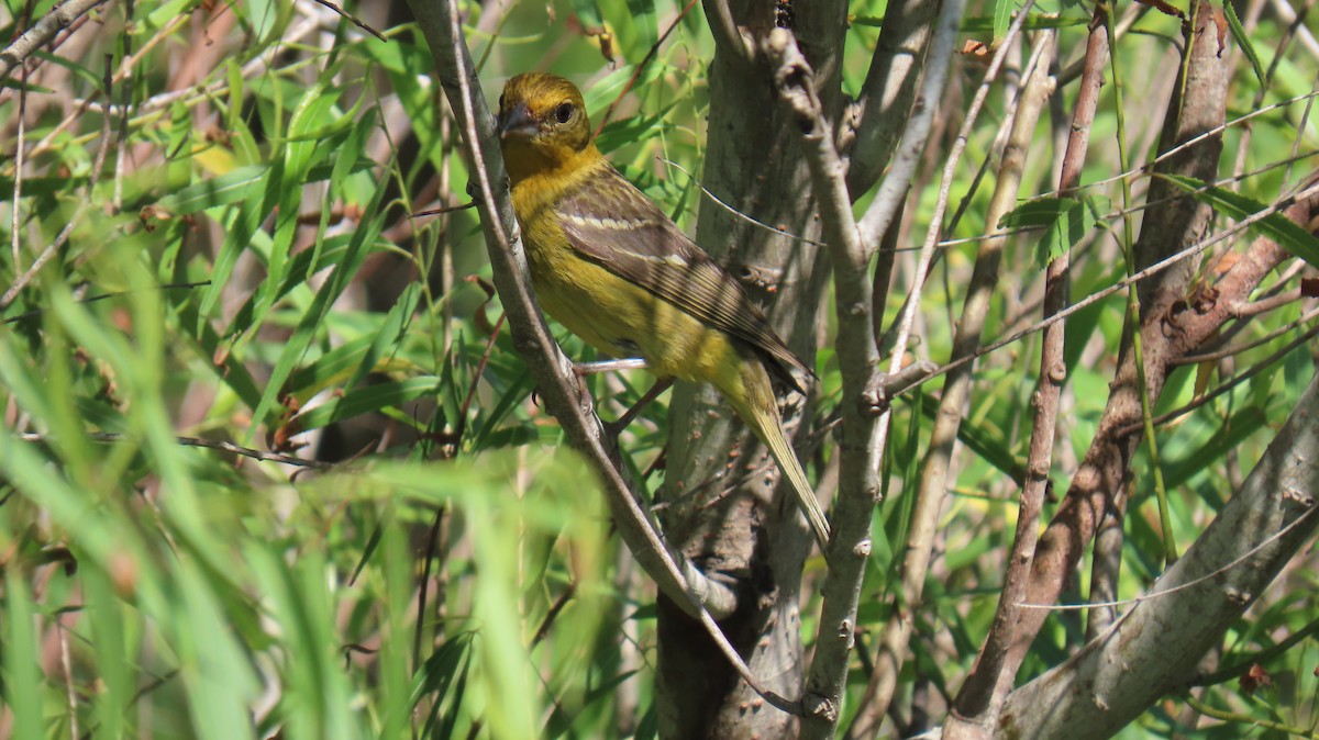 Flame-colored Tanager - Ann Kovich