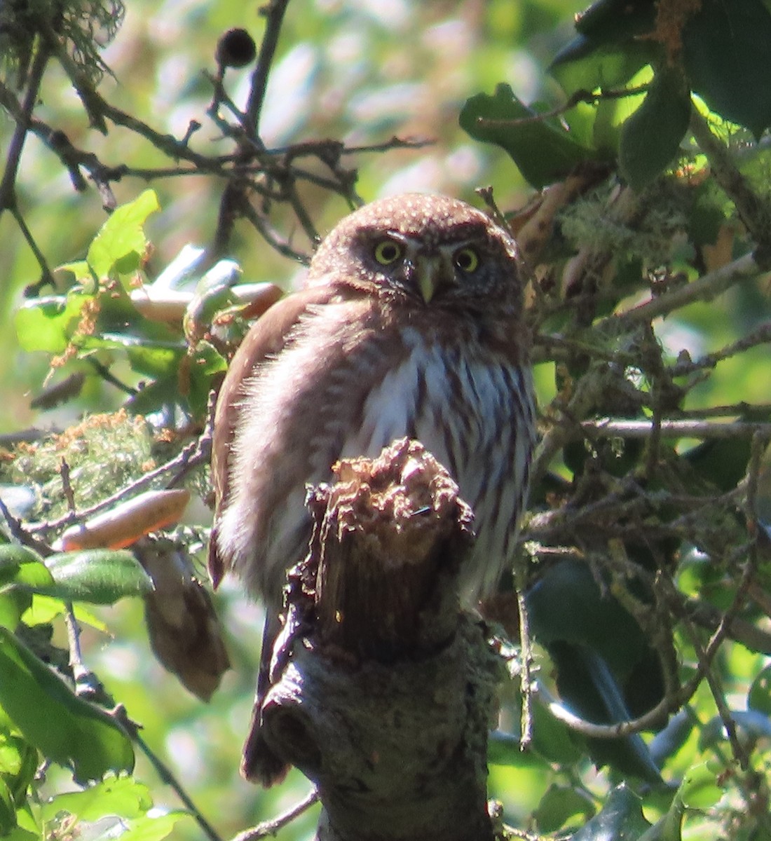 Northern Pygmy-Owl - The Spotting Twohees