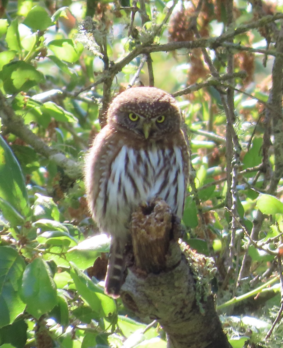 Northern Pygmy-Owl - ML619049120