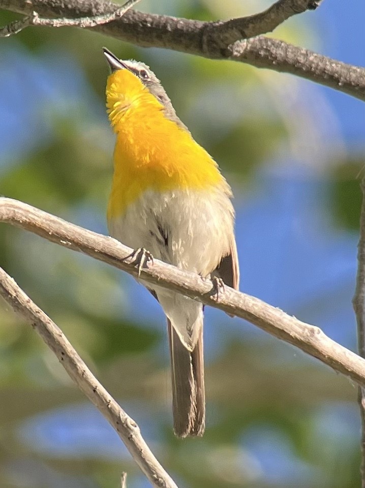 Yellow-breasted Chat - ML619049130
