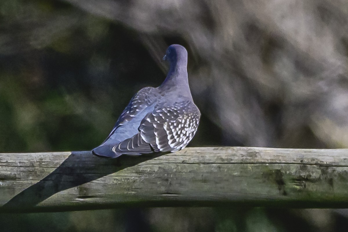 Spot-winged Pigeon - ML619049142