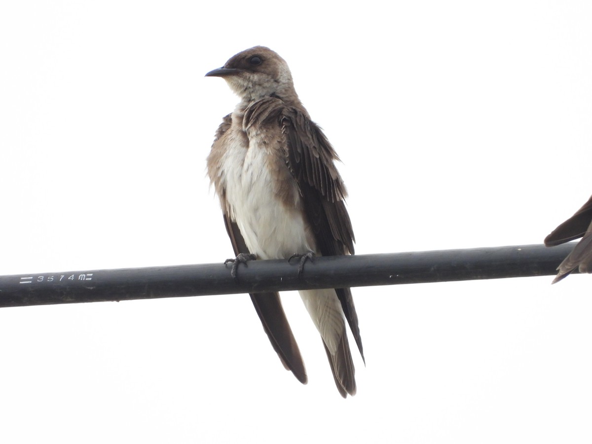 Brown-chested Martin - ML619049178