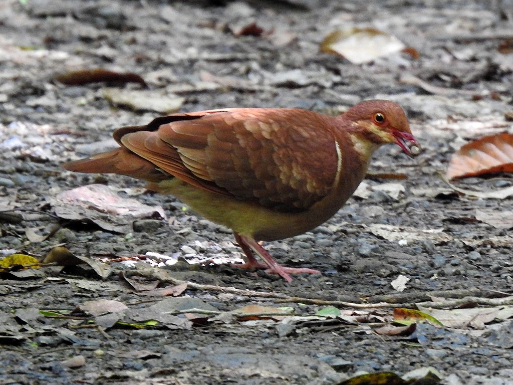 holub hnědočervený - ML619049210