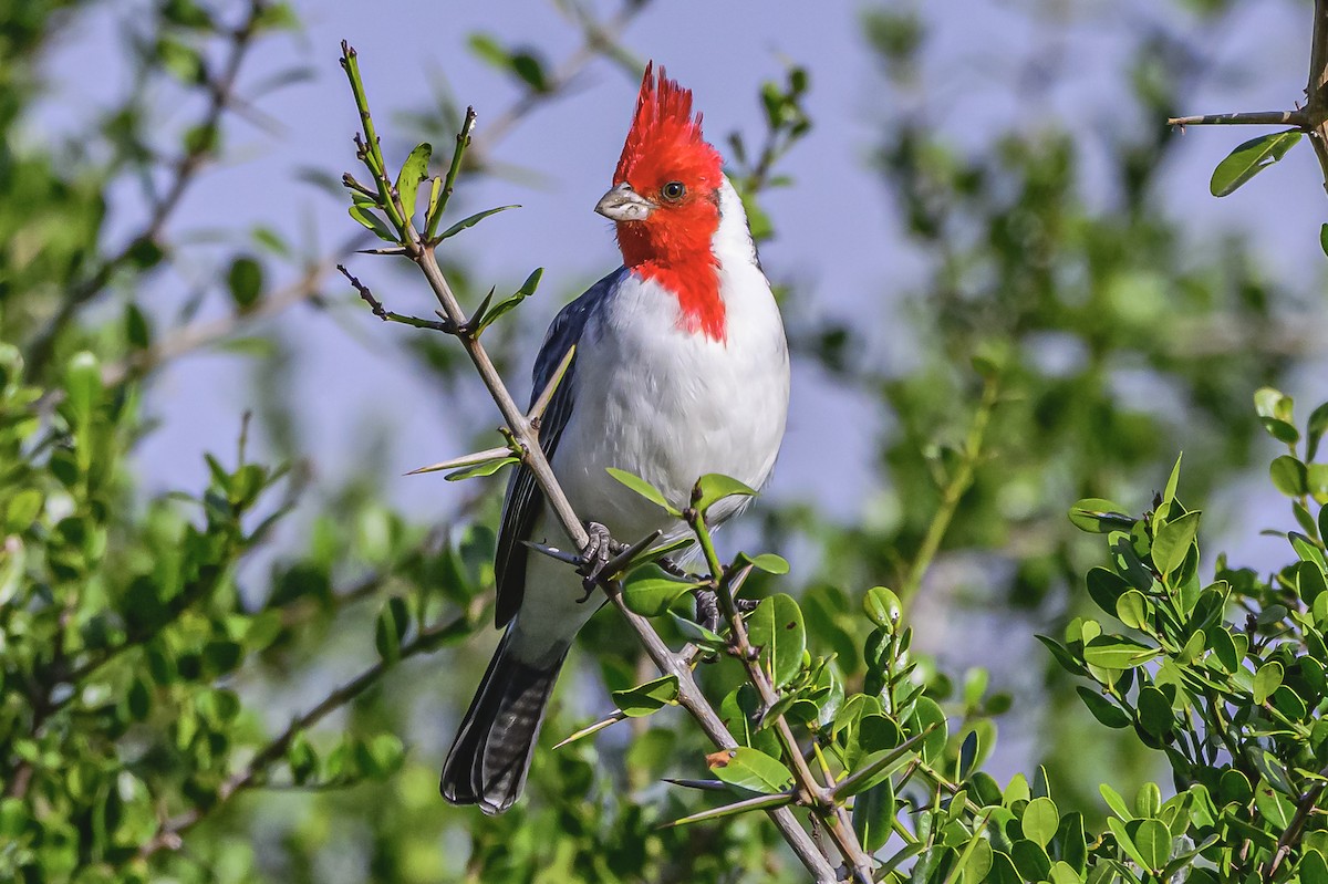 Red-crested Cardinal - ML619049262