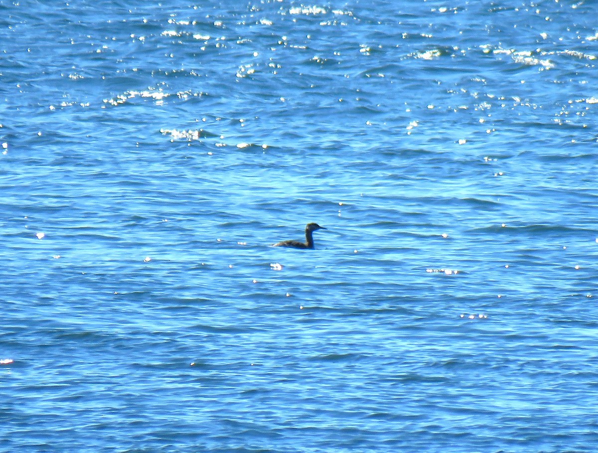 Red-necked Grebe - ML619049278