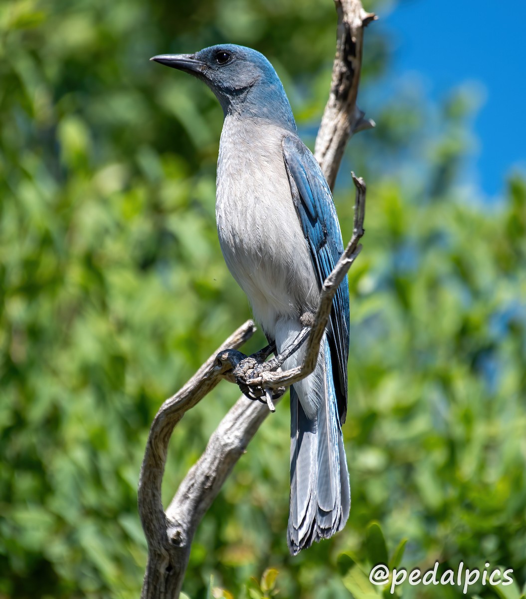 Mexican Jay - ML619049291