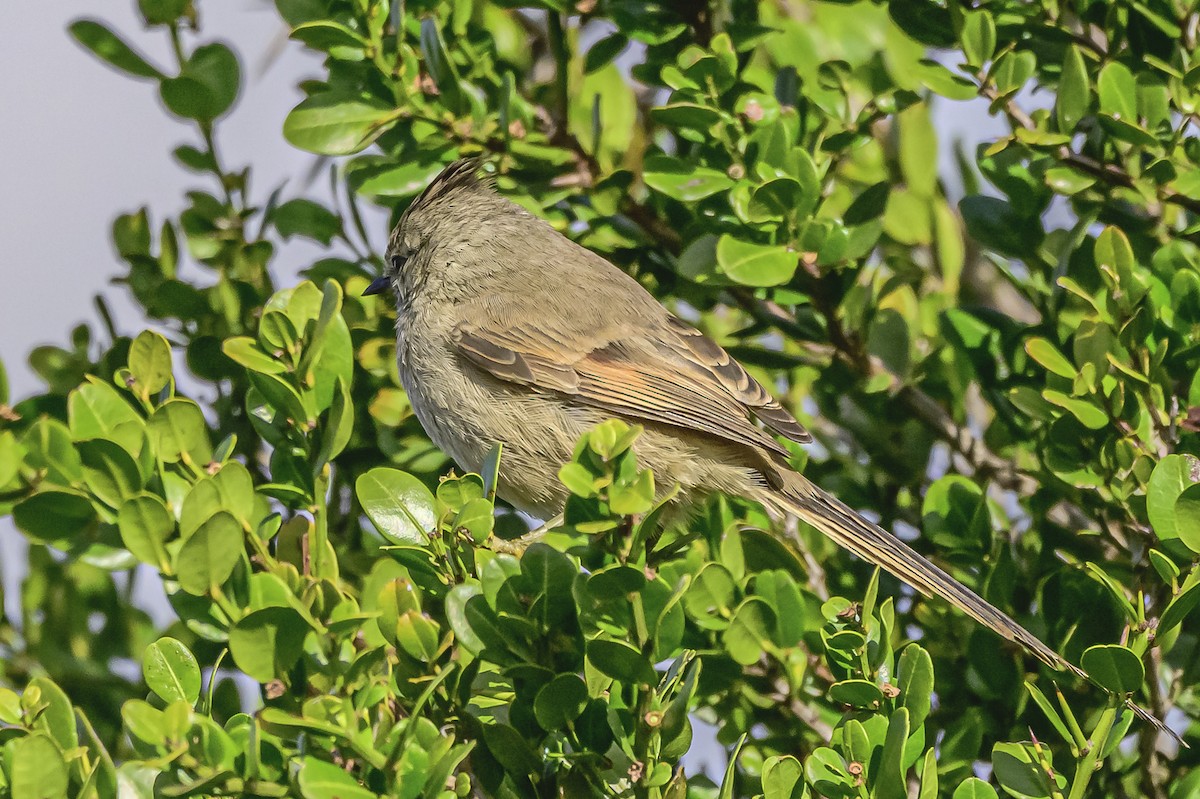 Tufted Tit-Spinetail - ML619049309