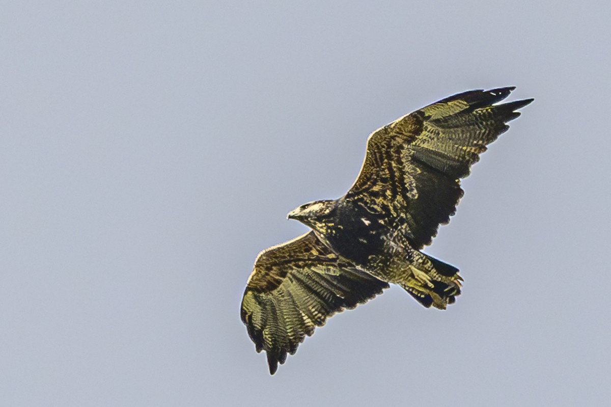 Black-chested Buzzard-Eagle - ML619049325