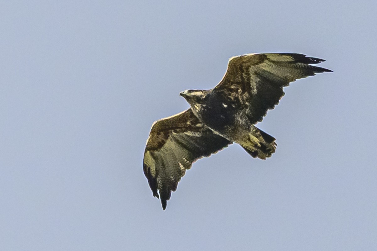 Black-chested Buzzard-Eagle - ML619049326