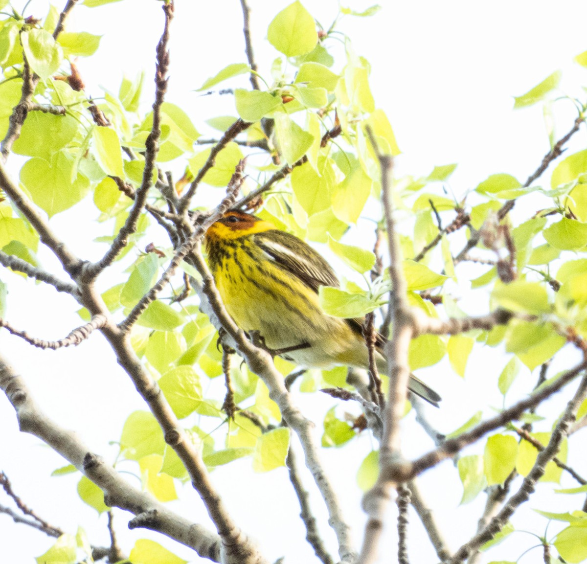 Cape May Warbler - ML619049330