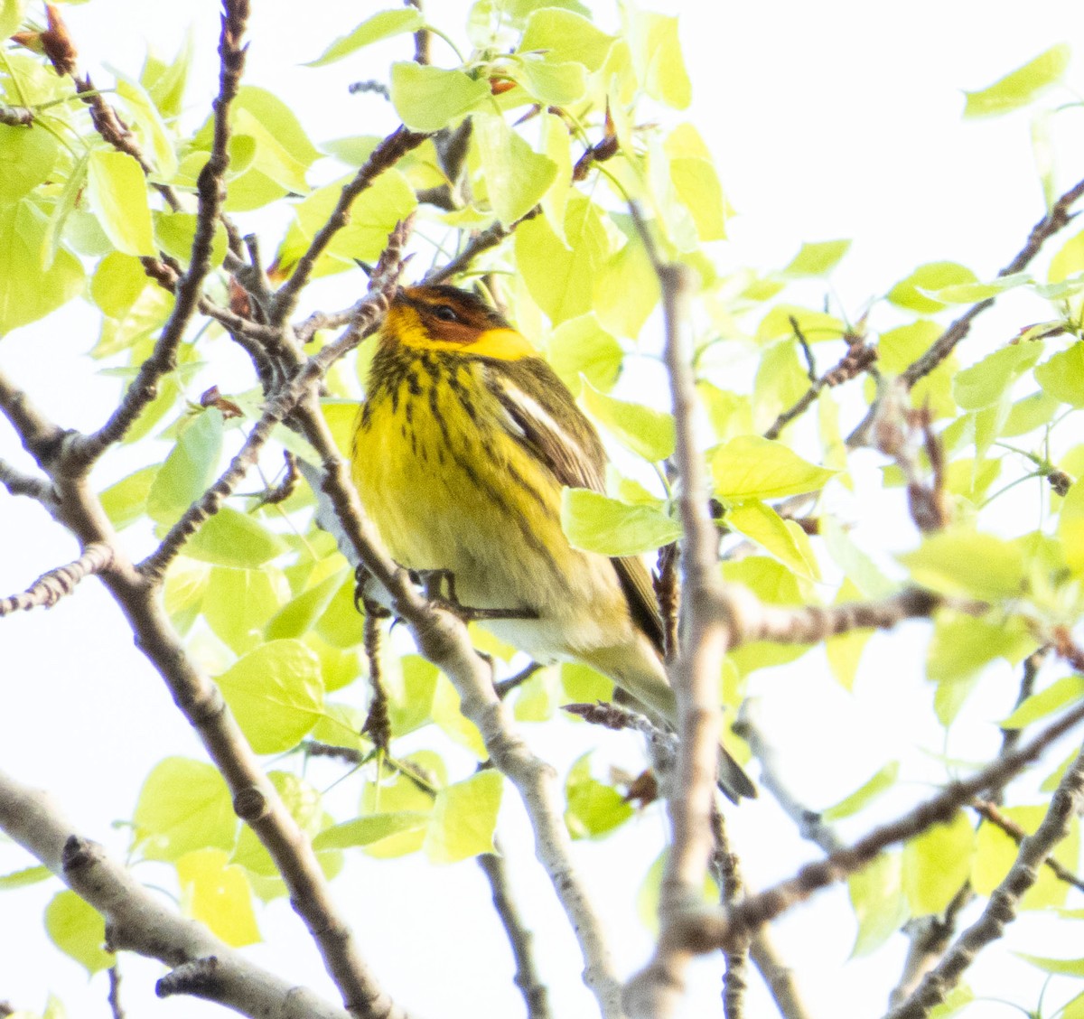 Cape May Warbler - ML619049331