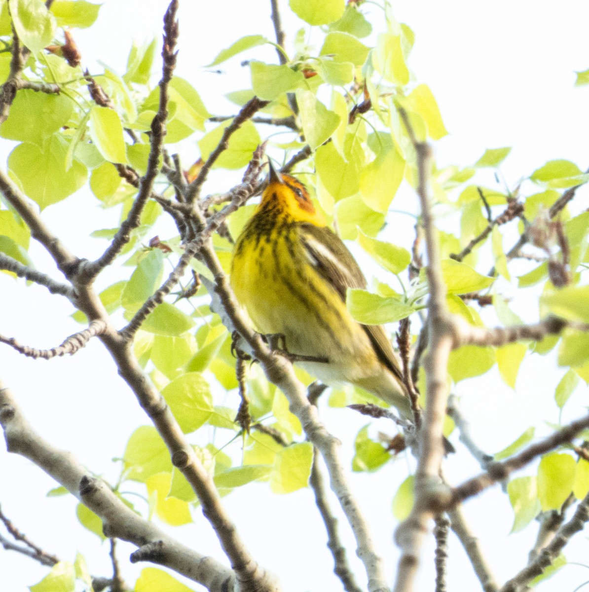 Cape May Warbler - ML619049332