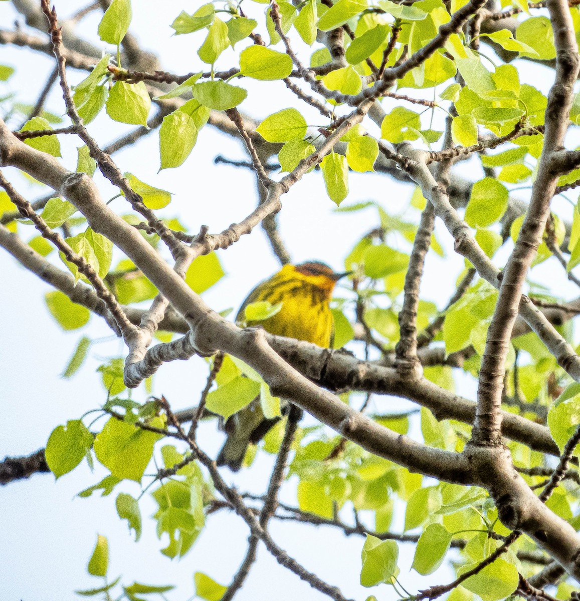 Cape May Warbler - ML619049333