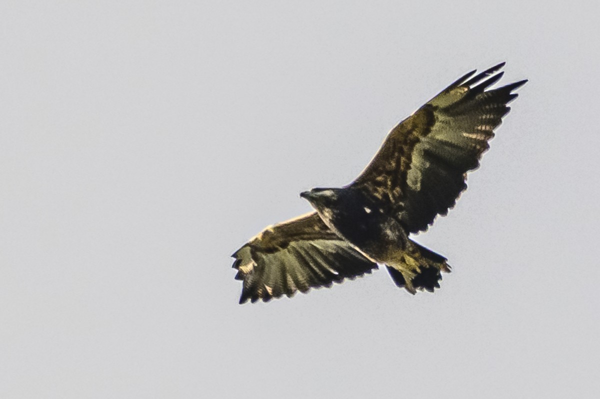 Black-chested Buzzard-Eagle - ML619049336