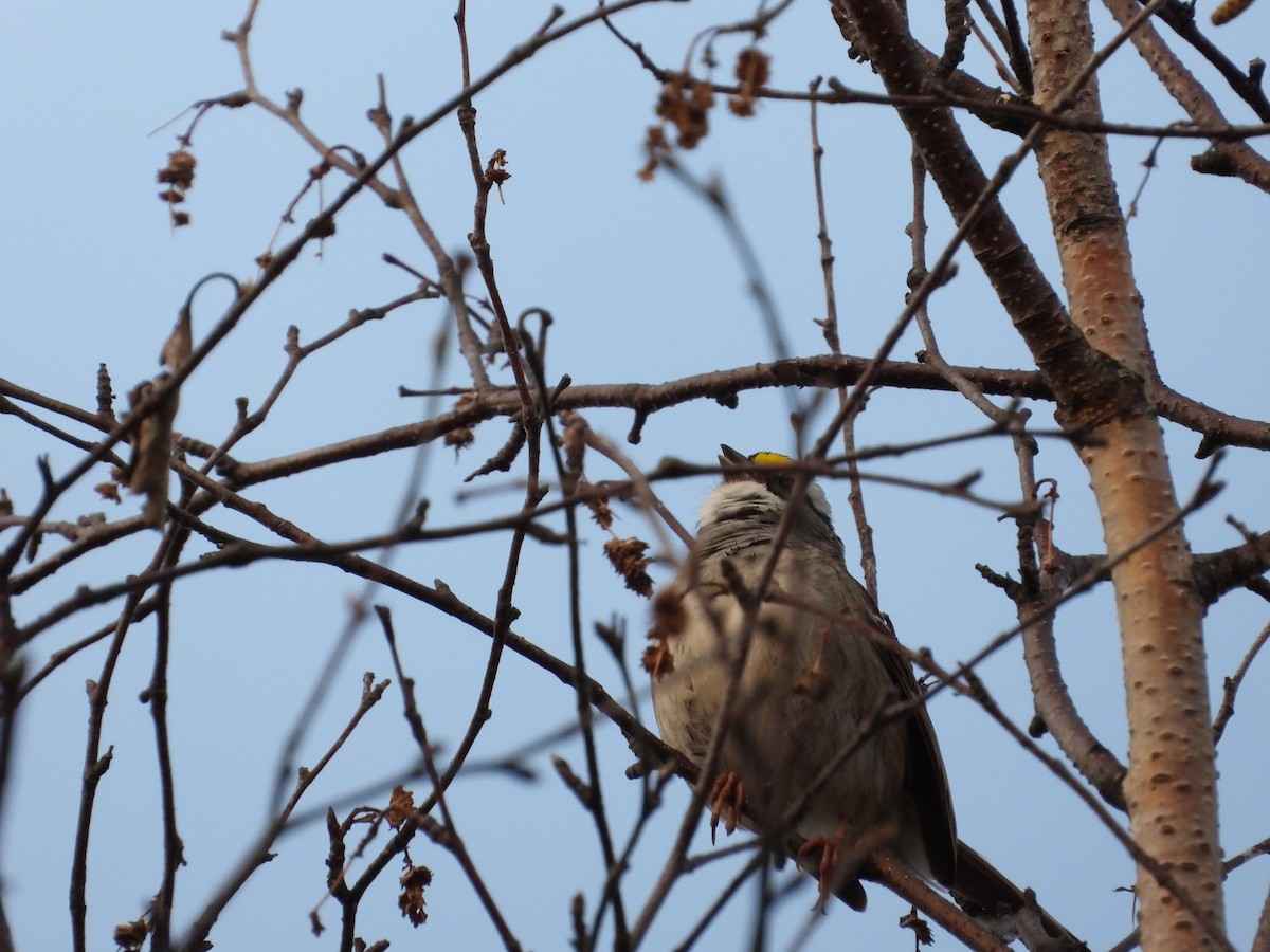 White-throated Sparrow - ML619049373