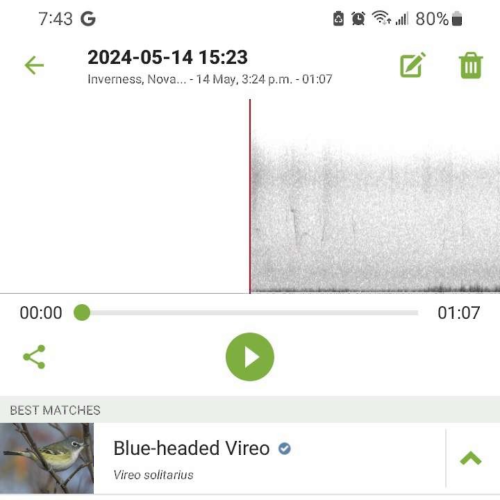 Blue-headed Vireo - ML619049395