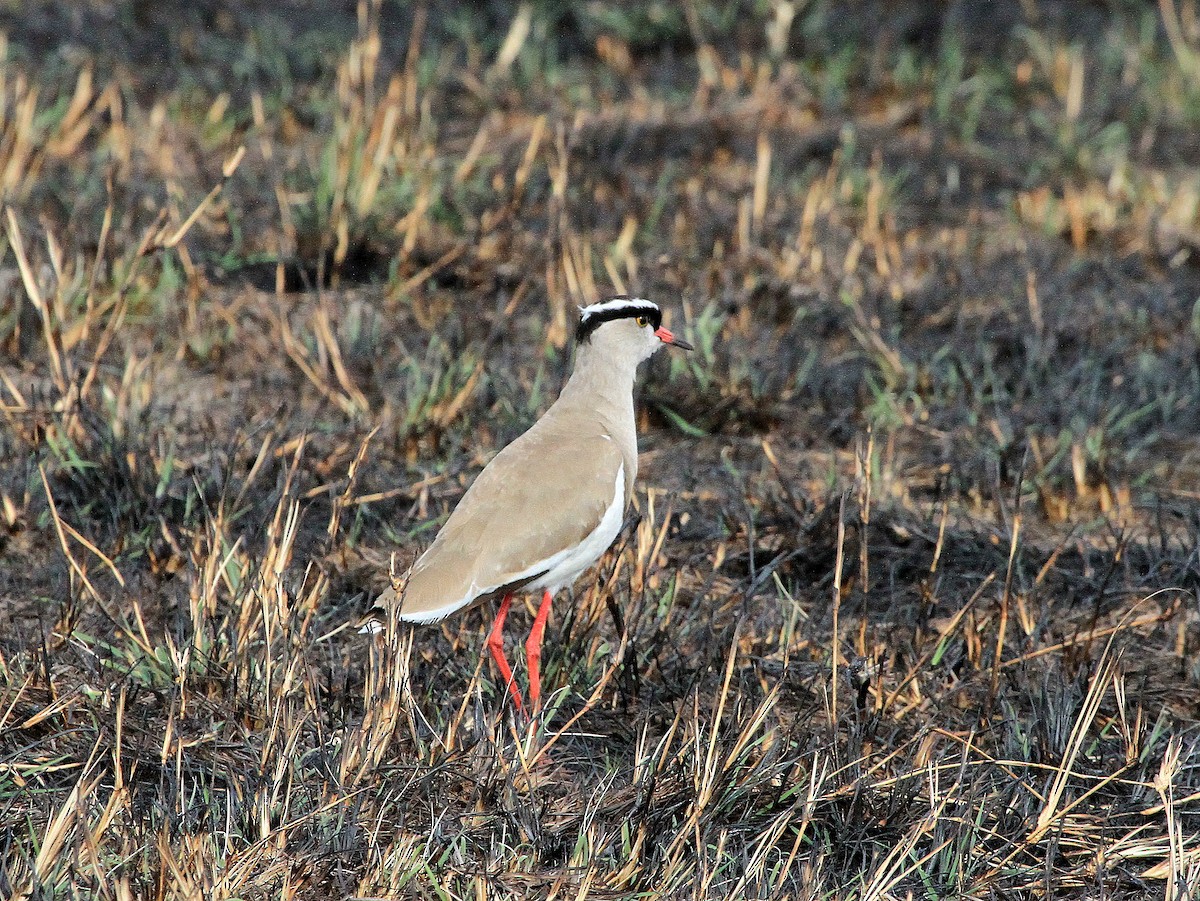 Crowned Lapwing - ML619049463