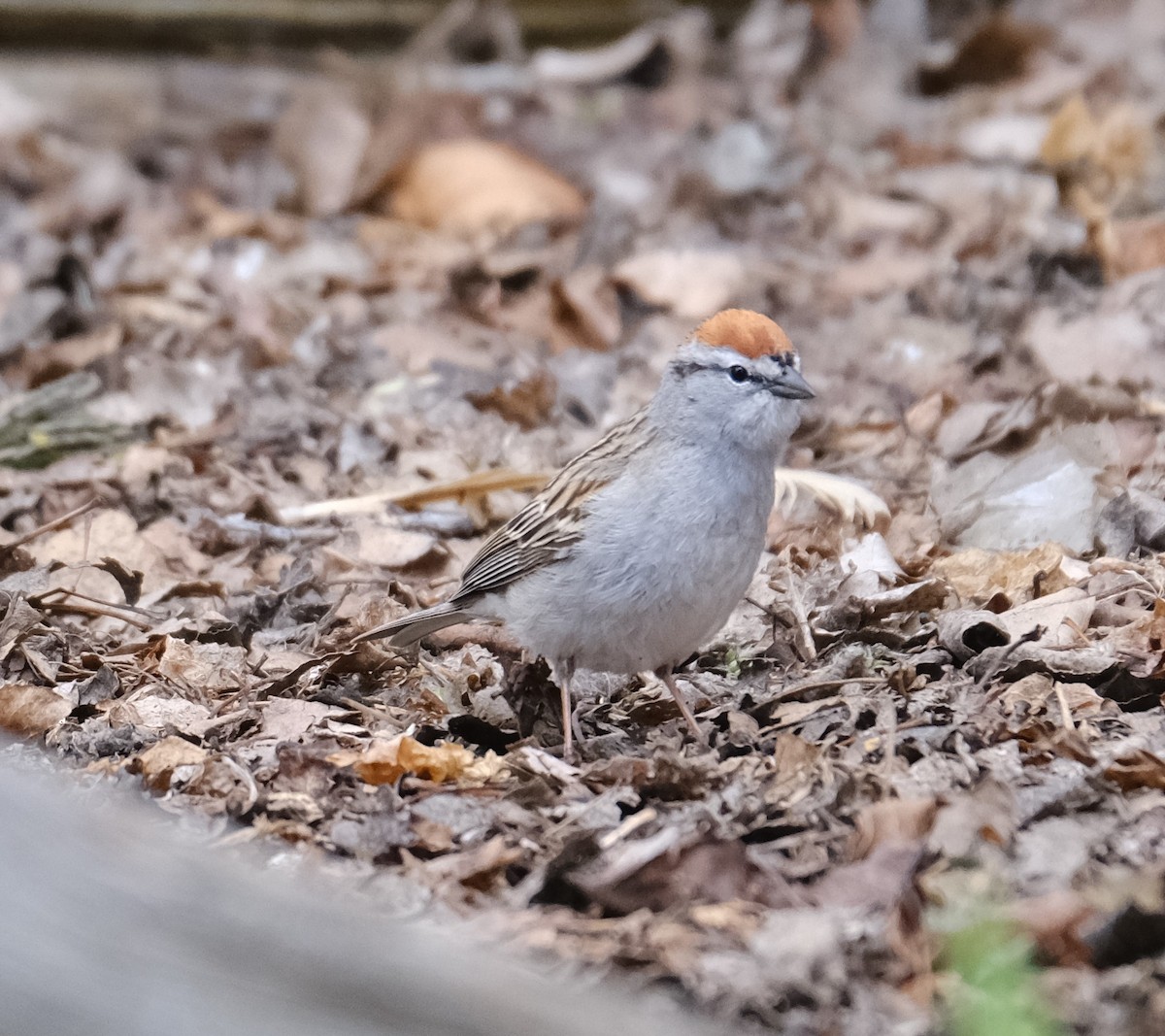 Chipping Sparrow - ML619049473