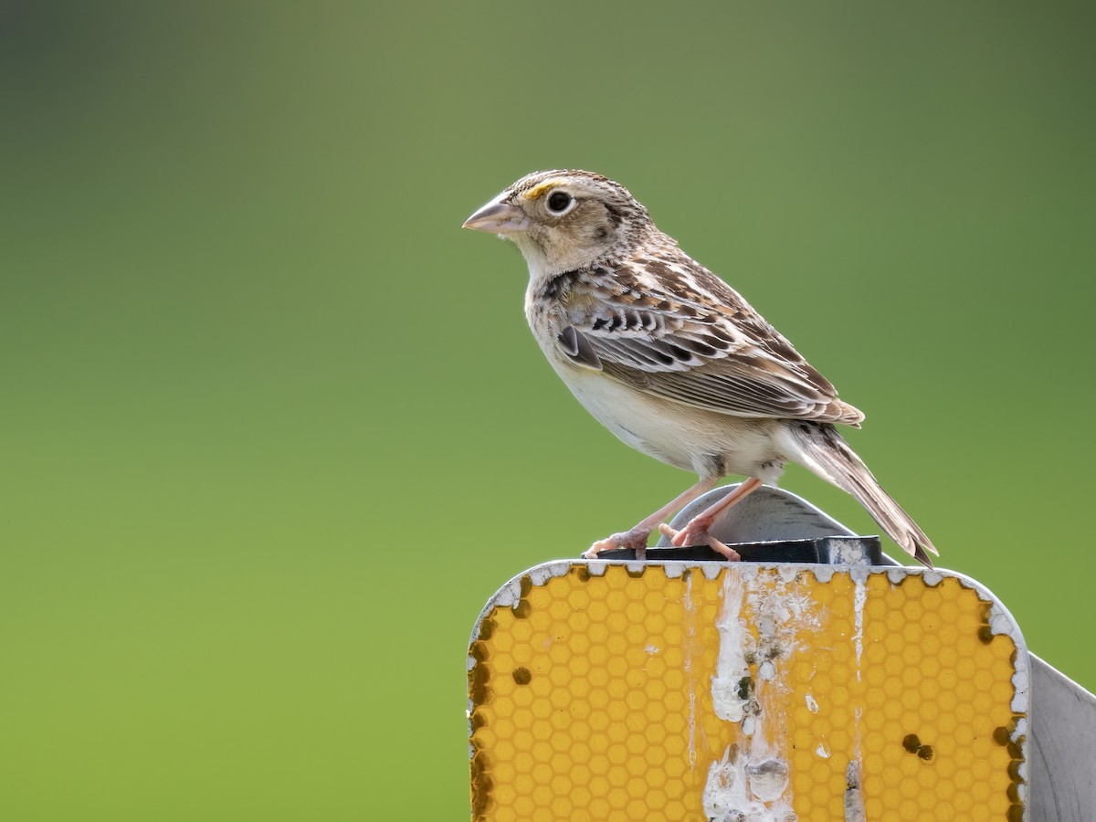 Grasshopper Sparrow - ML619049483