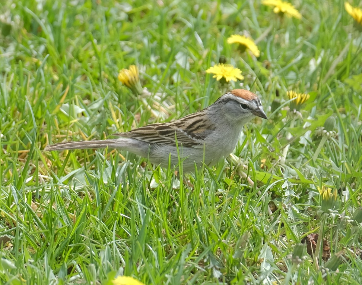 Chipping Sparrow - ML619049487