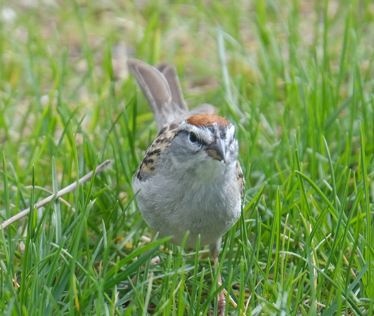 Chipping Sparrow - ML619049488