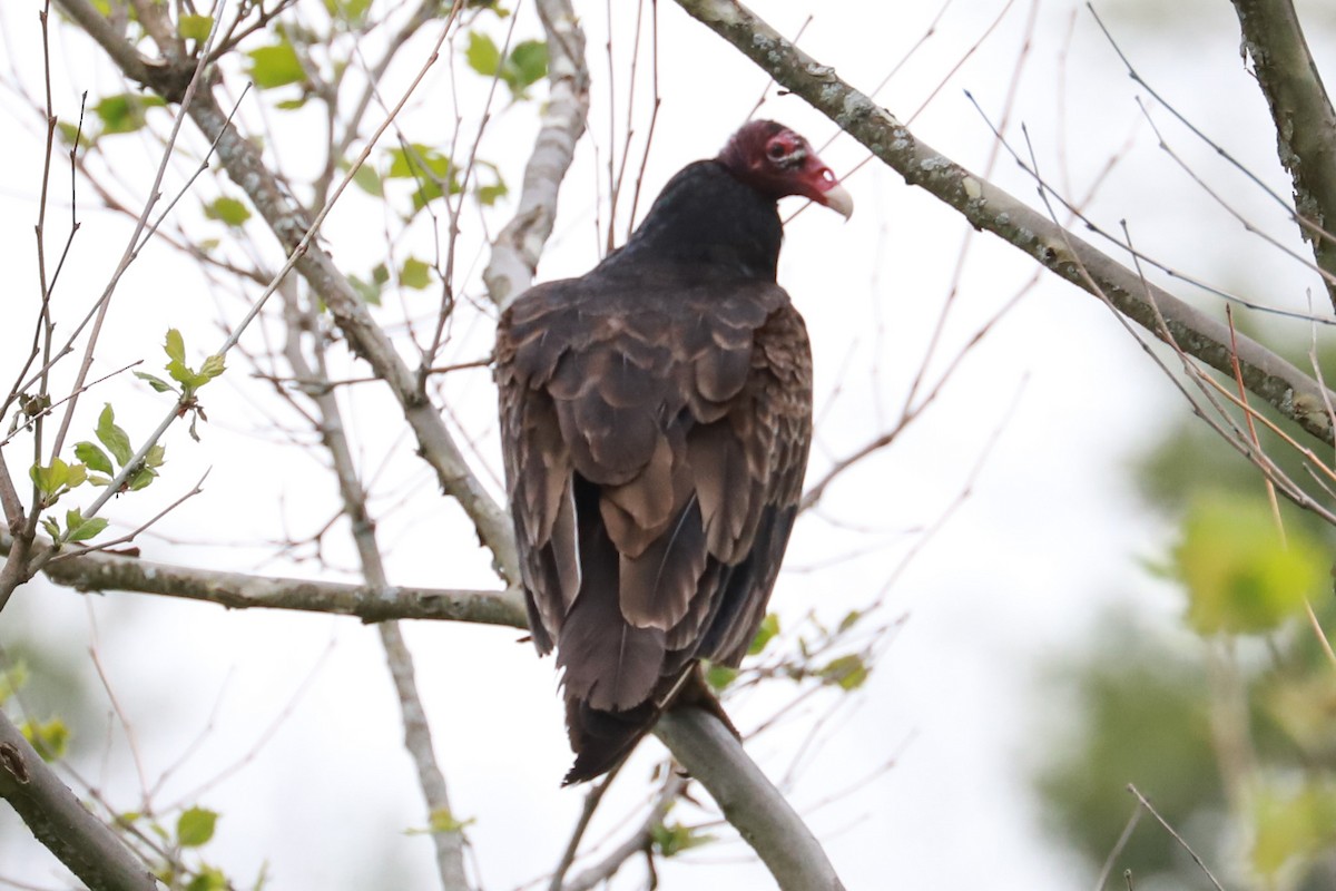 Turkey Vulture - ML619049502
