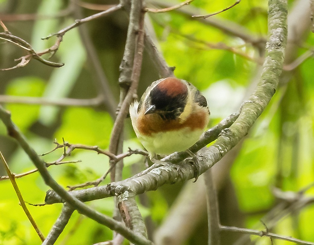 Bay-breasted Warbler - ML619049514