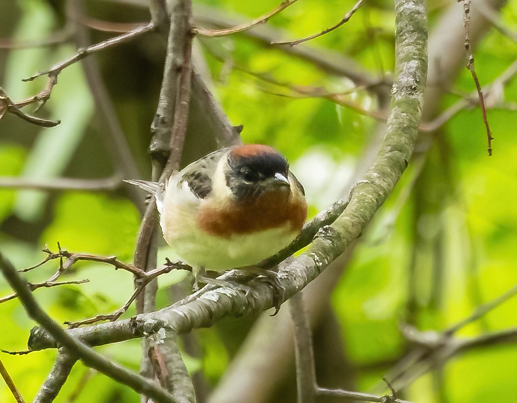 Bay-breasted Warbler - ML619049515